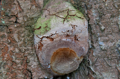 Fomitiporia hartigii