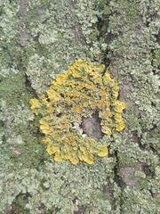 Xanthoria parietina
