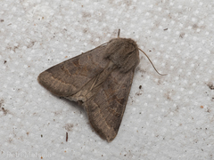 Orthosia opima