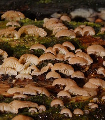 Marasmiellus affixus