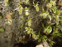 Microbryum curvicollum