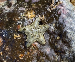 Asteropsis carinifera