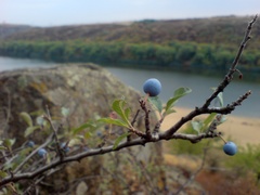 Prunus spinosa dasyphylla