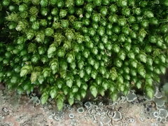 Bryum barnesii