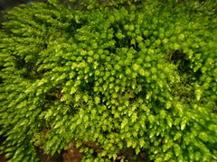Bryum barnesii