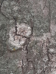 Athelia arachnoidea