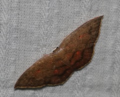 Pseudhyria rubra