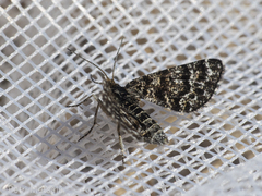 Macaria carbonaria