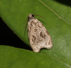 Phaecasiophora