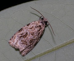 Phaecasiophora