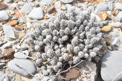 Grusonia bulbispina