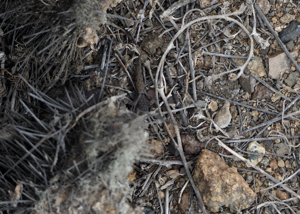 Chilean Marked Gecko