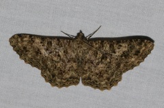 Racotis boarmiaria