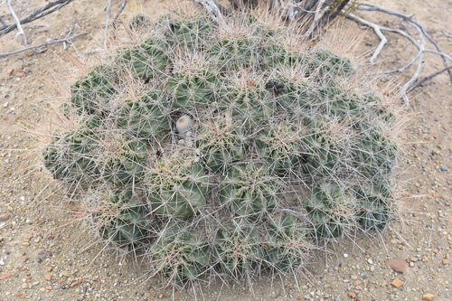 Echinocereus enneacanthus