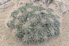 Echinocereus enneacanthus