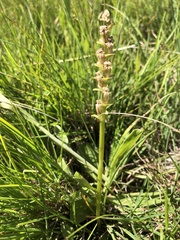 Disperis cardiophora