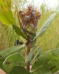 Protea welwitschii image