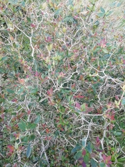 Berberis laurina
