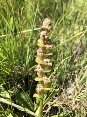 Disperis cardiophora