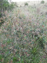 Berberis laurina
