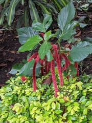 Acalypha hispida