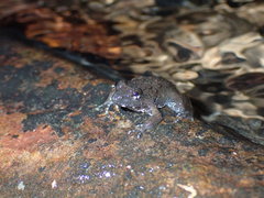 Limnonectes lauhachindai