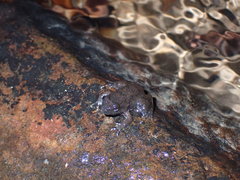 Limnonectes lauhachindai