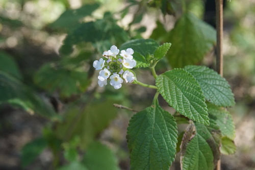 Lantana velutina