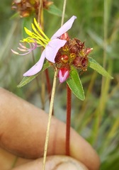 Antherotoma