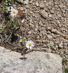 Erigeron ursinus