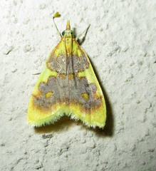 Sameodesma xanthocraspia