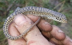 Gerrhosaurus auritus