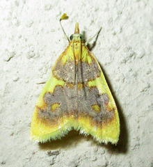 Sameodesma xanthocraspia