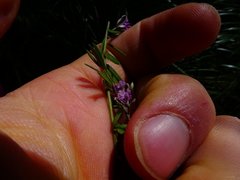 Polygala rupestris