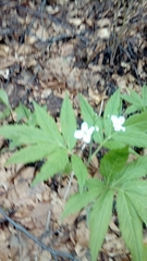 Cardamine heptaphylla