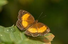 Junonia terea terea
