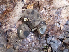 Helvella fibrosa