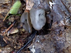 Helvella fibrosa