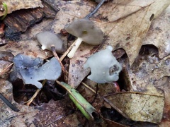 Helvella fibrosa