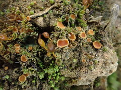 Octospora itzerottii