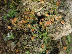 Octospora itzerottii