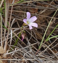 Oxalis trollii