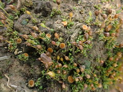 Octospora itzerottii