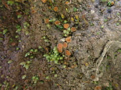 Octospora itzerottii