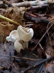 Hypomyces cervinus