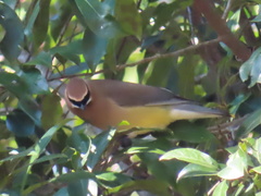 Bombycilla cedrorum image