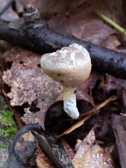 Hypomyces cervinus
