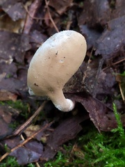 Hypomyces cervinus