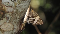 Colobura dirce