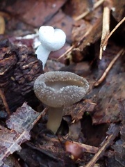 Hypomyces cervinus